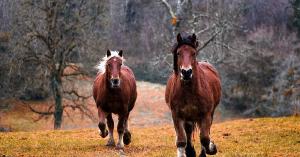 Horse_ebooks is niets nieuws voor USENET-gebruikers Horse_ebooks is niets nieuws voor USENET-gebruikers