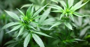 USENET Pot Farmers en het Deep Web USENET Pot Farmers en het Deep Web