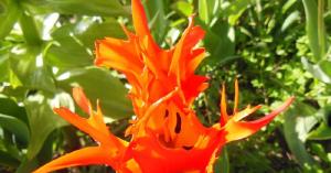 Lente aanbiedingen Lente aanbiedingen